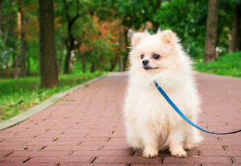 A white spitz sits sideways on an alley in a park. He is small and fluffy. The dog turned its head...
