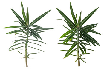 Euphorbia lathyris  isolated on transparent background