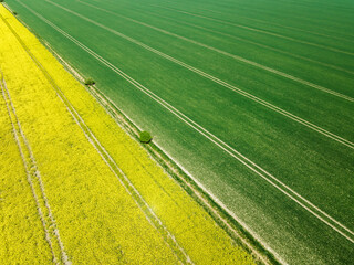 Canola field in Sweden.