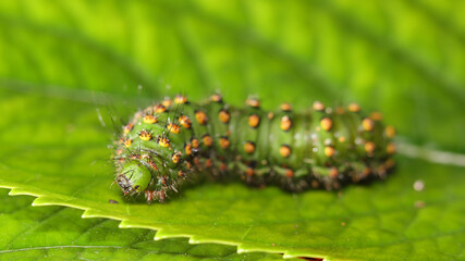 Oruga del Pequeño Pavón