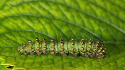 Oruga del Pequeño Pavón