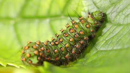 Oruga del Pequeño Pavón