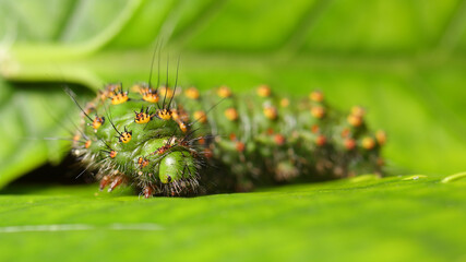 Oruga del Pequeño Pavón