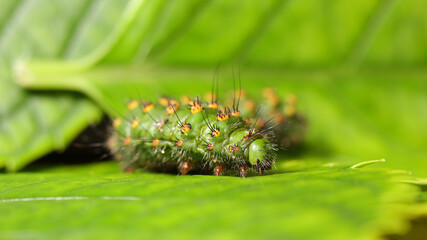 Oruga del Pequeño Pavón