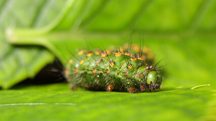 Oruga del Pequeño Pavón