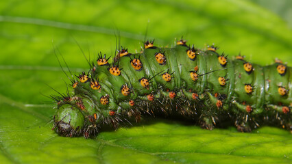 Oruga del Pequeño Pavón