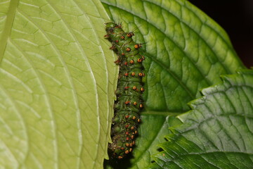 Oruga del Pequeño Pavón