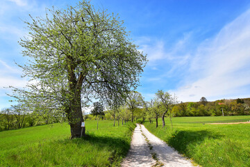 A path and tree in green nature landscape - 662945850