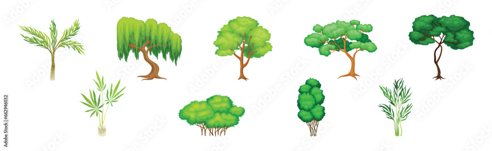 Poster different tree with trunk and green crown vector set