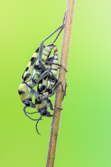 a longhorn beetle called Chlorophorus varius