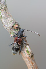 a longhorn beetle called Anaglyptus mysticus