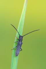 a longhorn beetle called Phytoecia cylindrica
