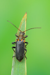 a longhorn beetle called Cortodera humeralis