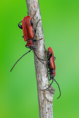 a longhorn beetle called Pyrrhidium sanguineum