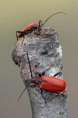 a longhorn beetle called Pyrrhidium sanguineum