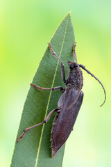 a longhorn beetle called Cerambyx carinatus