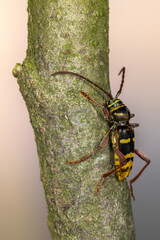 a longhorn beetle called Plagionotus detritus