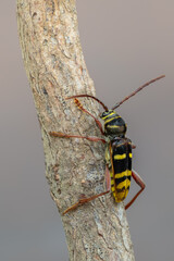 a longhorn beetle called Plagionotus detritus