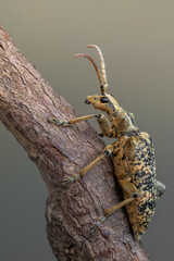 a longhorn beetle called Rhagium sycophanta