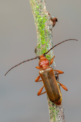 a longhorn beetle called Phymatodes testaceus
