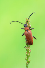 a longhorn beetle called Stictoleptura rubra