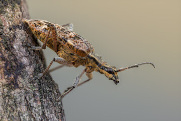 a longhorn beetle called Rhagium inquisitor