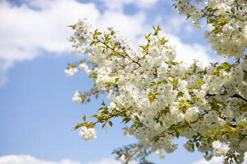 White Sakura flowers on background close-up. Botanical garden concept. Tender bloom. Aroma and fragrance. Spring season. Selective focus. High quality photo