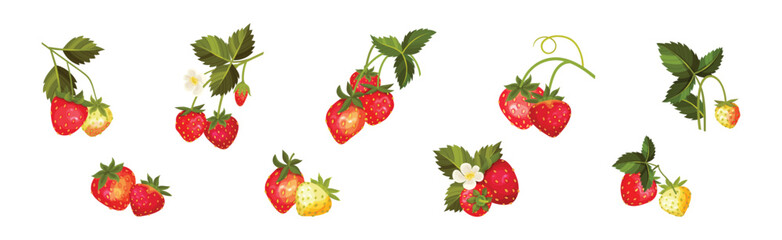 Sweet Strawberry Red Fruit Branch with Green Leaf and Stem Vector Set