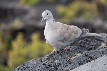 Nahaufnahme einer Türkentaube mit rotem Auge, Seitenansicht, streptopelia decaocto