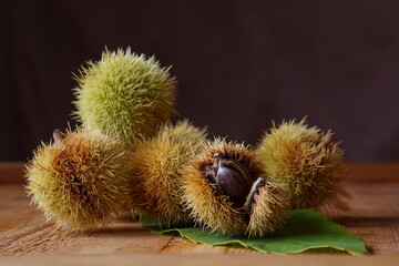 Beautiful background with edible chestnuts; Castanea sativa or Castanea vesca 