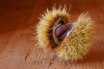 Beautiful background with edible chestnuts; Castanea sativa or Castanea vesca 
