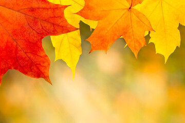 Naklejka na ściany i meble Autumn orange leaves falling down with sunbeam