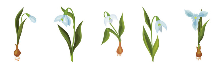 Snowdrops Spring Flowers on Green Stem Vector Set