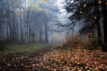 Autumn landscape. Fog in the autumn forest in cloudy weather