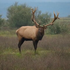 Naklejka na ściany i meble Rocky Mountain Elk Bull Antlers Rut Fall Autumn 