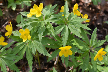 Spring in the forest blooms anemone yellow (Anemone ranunculoides).