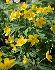 Spring in the forest blooms anemone yellow (Anemone ranunculoides).