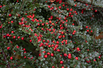Horizontal dogwood with fruits