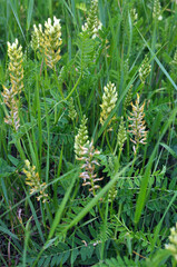 In nature, astragalus cicer grows among herbs