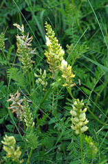 In nature, astragalus cicer grows among herbs