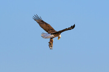 A Bald Eagle with a freshly caught rabbit in its talons, looks down to check on its prey.