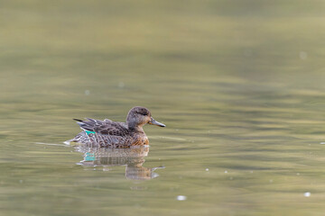 Common teal female Anas crecca swimming on a pond