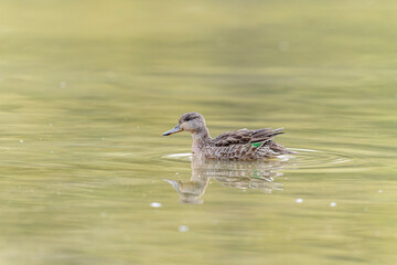 Common teal female Anas crecca swimming on a pond