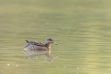 Common teal female Anas crecca swimming on a pond