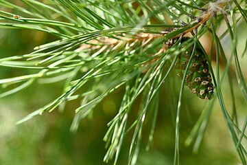 green pine branch with young cones. natural background