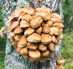 View of Pholiota microspora mushrooms