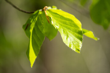 Buchenblätter mit frischem Grün im Frühling