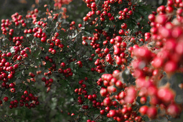 red berries, hawthorn