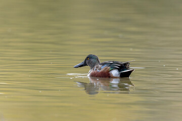 Northern Shoveler Spatula clypeata swimming on a pond
