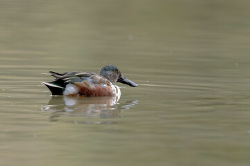 Northern Shoveler Spatula clypeata swimming on a pond